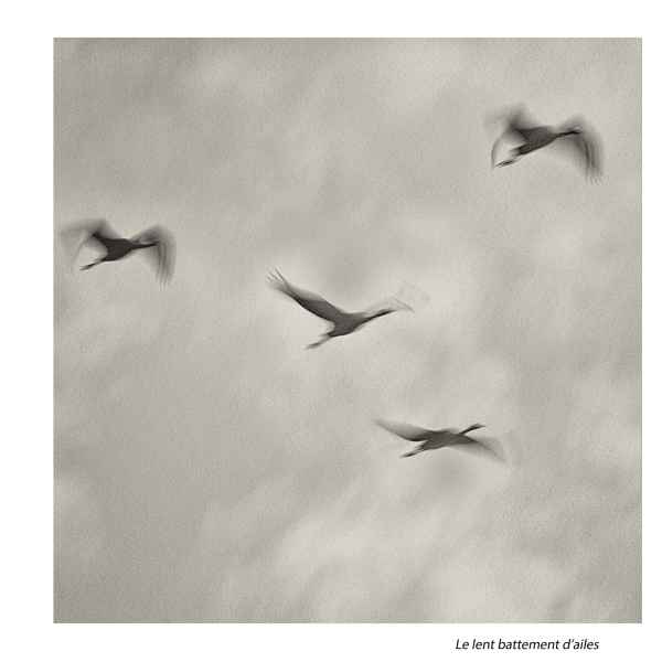 Le lent battement d’ailes 